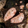 Delicate guinea fowl breast from France, juicy meat perfect for an exquisite dinner | super-stek.pl