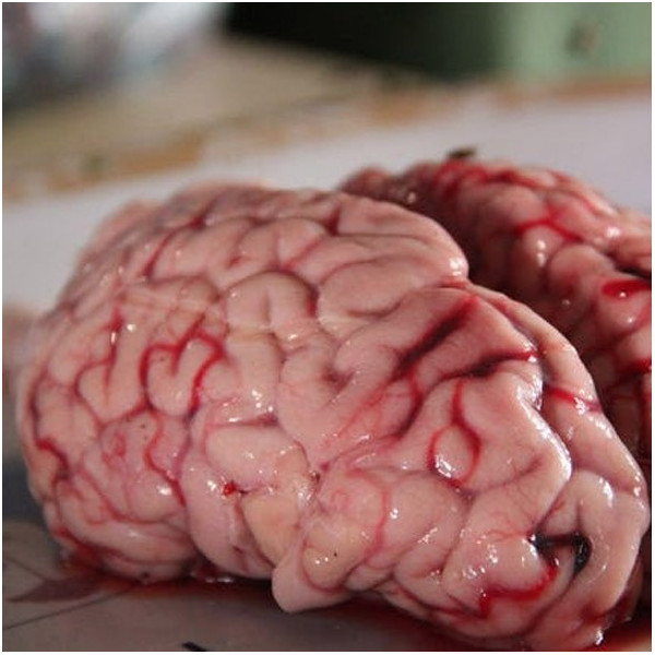 Fresh pork cerebellum – delicate and creamy | super-stek.pl