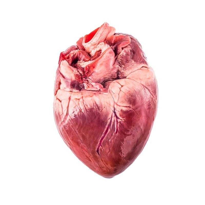 Serce wieprzowe do nauki anatomii i sekcji